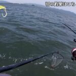 春/夏のデイシーバスゲームでハマるルアーを探そう #釣り #fishing