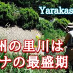 信州の里川はイワナの最盛期⁈　【フライフィッシング】【flyfishing】