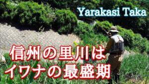 信州の里川はイワナの最盛期⁈　【フライフィッシング】【flyfishing】