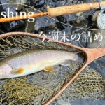 セミを掬ったり諸々〜今週末の釣りの抜粋 #フライフィッシング #管釣りフライ #イワナ #flyfishing