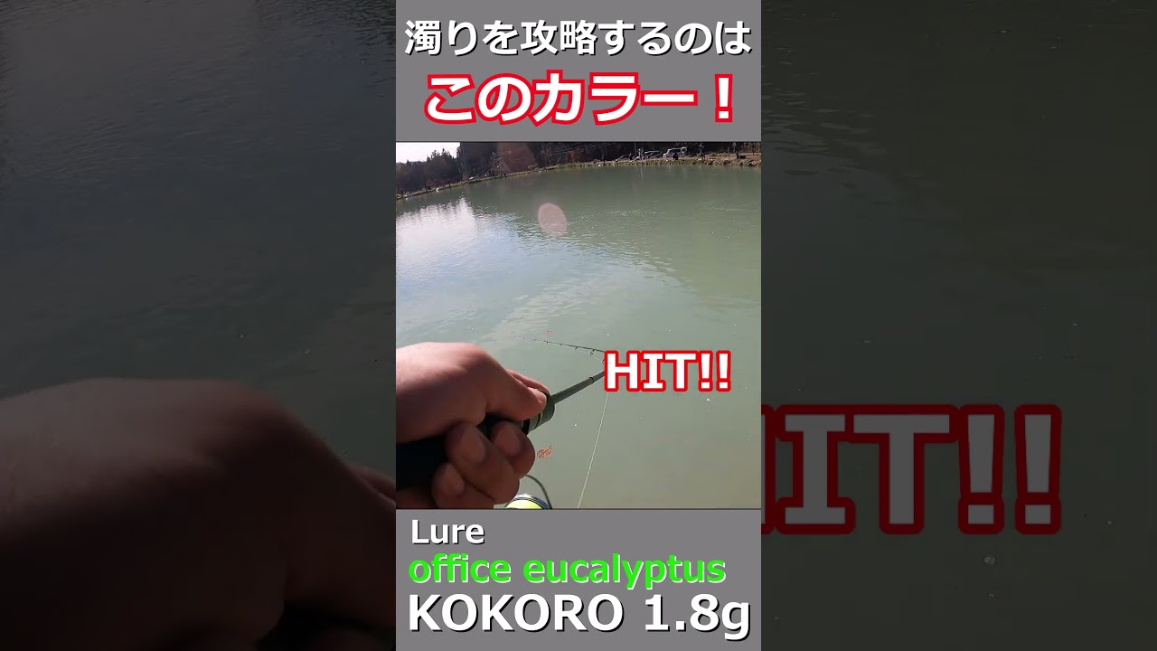 激濁りを攻略するにはこの色。#shorts #fishing #管理釣り場 #エリアトラウト #trout