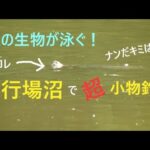 飛行場沼で超小物釣り【川島町】☆smallfishing in Saitama  Japan☆