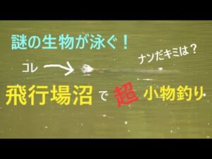 飛行場沼で超小物釣り【川島町】☆smallfishing in Saitama Japan☆