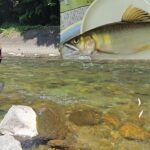 【今年はデカい！】白川 アユ生育調査（飛騨川漁協）