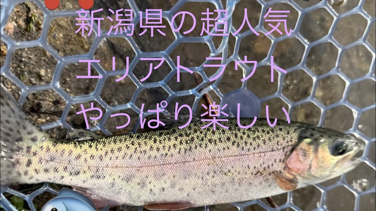 #釣り #エリアトラウト#五頭フィッシングパーク #管理釣り場 #ニジマス #ニジマス釣り #ルアー釣り #管理釣り場