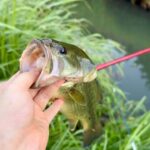 【魚影濃すぎ】川でブラックバスを釣って食べる