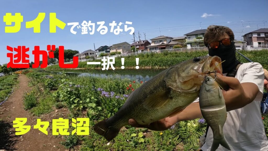 【群馬】逃せば釣れる！条件反射！【多々良沼】