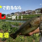 【群馬】逃せば釣れる！条件反射！【多々良沼】