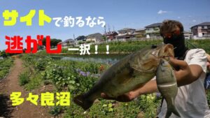 【群馬】逃せば釣れる！条件反射！【多々良沼】