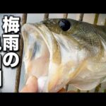 梅雨の亀山湖でバス釣り！みみず投げたら異様な魚が釣れた