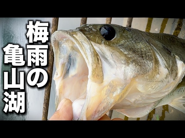 梅雨の亀山湖でバス釣り!みみず投げたら異様な魚が釣れた