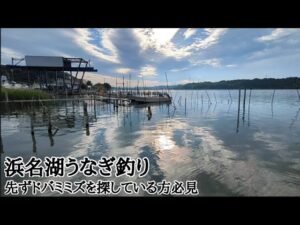 浜名湖鰻最強な餌の取れるポイント🐟