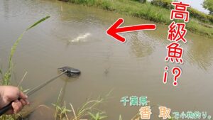 こんな場所で高級魚が釣れました！ 〇〇〇って釣れるんだ～！ 千葉県 香取で小物釣り。