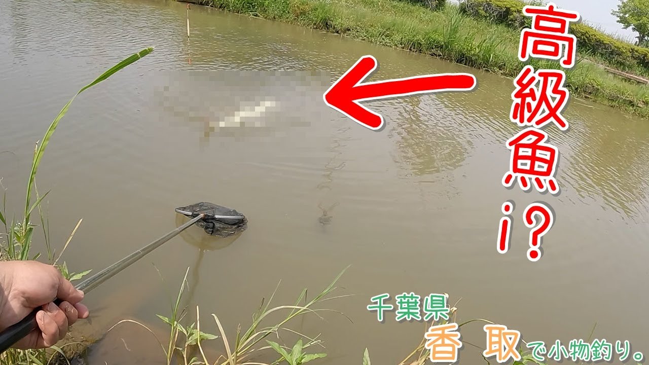 こんな場所で高級魚が釣れました! 〇〇〇って釣れるんだ~! 千葉県 香取で小物釣り。