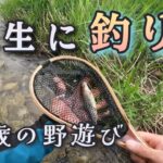 【渓流釣り】岩魚、山女魚を釣って美味しく頂く❗️やはり焼きでしょ☝️