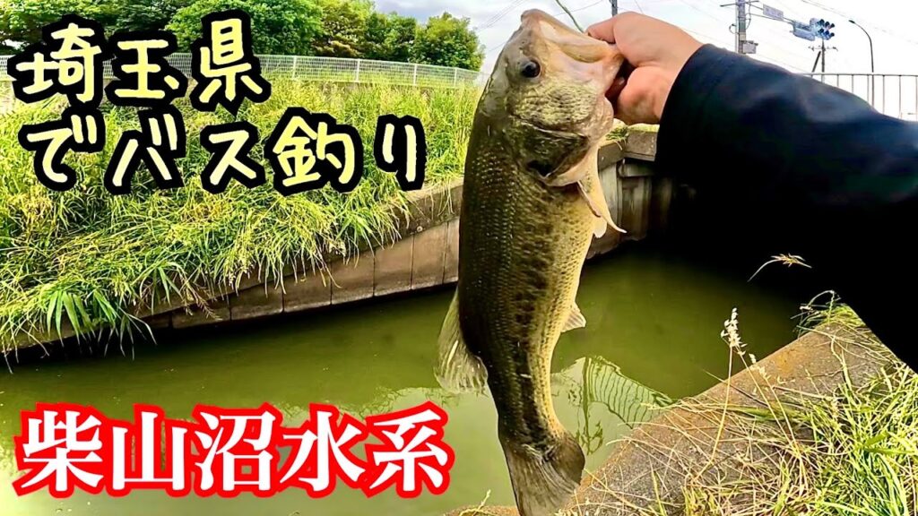 柴山沼水系でバス釣り【埼玉県】