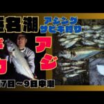 親父「こんなんおるのか？」浜名湖で豆アジからデカアジ!!サビキ釣り&アジング楽しんで来ました🎣メタルジグには何が掛かった？