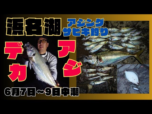 親父「こんなんおるのか?」浜名湖で豆アジからデカアジ!!サビキ釣り&アジング楽しんで来ました🎣メタルジグには何が掛かった?