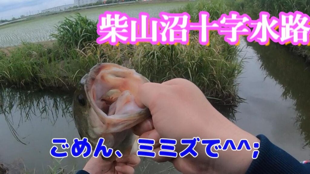 柴山沼バス釣り　人気の十字水路でやっとこさ釣れたんだよ。それでだけで上出来なんだよ