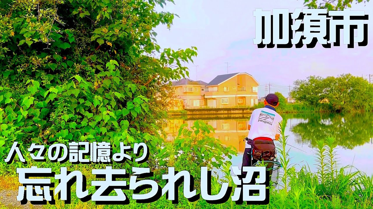 【埼玉バス釣り】加須の忘れ去られし沼でバス調査【元管釣り?】