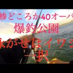 【浜名湖】新居海釣り公園 泳がせ 餌はイワシ一択 サビキ 爆釣 夜 尺鯵 だらけ 今年はエグい魚の数