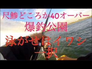 【浜名湖】新居海釣り公園 泳がせ 餌はイワシ一択 サビキ 爆釣 夜 尺鯵 だらけ 今年はエグい魚の数