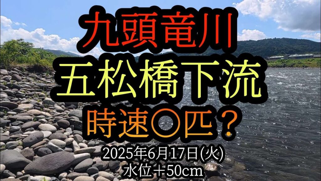 九頭竜川【五松橋】下流　時速○匹？鮎釣り