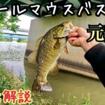 元荒川でスモールマウスバス釣り【埼玉県】