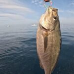 初のイサキ釣り！！【梅雨イサキ爆釣】【海釣り】【ボート】【福井】