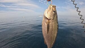 初のイサキ釣り！！【梅雨イサキ爆釣】【海釣り】【ボート】【福井】
