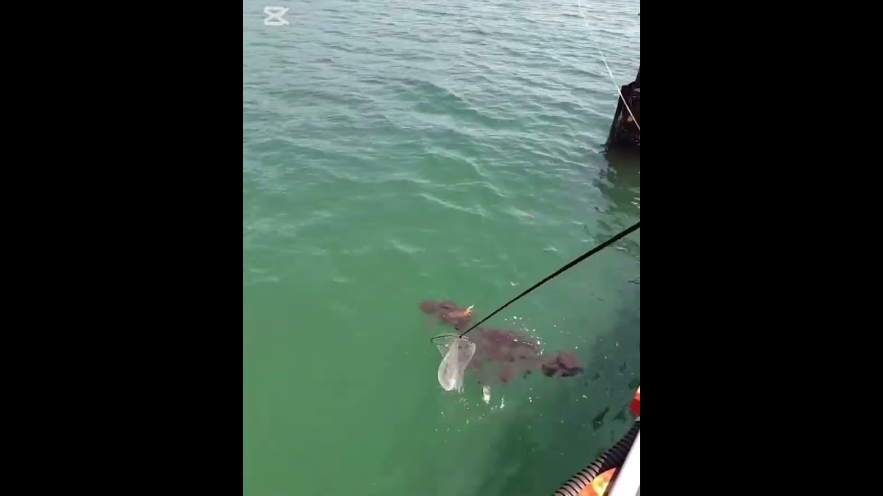 須磨海釣り公園　春イカが抜群の釣果！