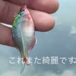 尋常では無い沼でタナゴ釣り