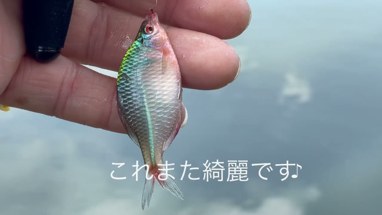 尋常では無い沼でタナゴ釣り