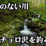 漁協のない川。気になっていたチョロ沢へ──まさかの展開が…【渓流釣り】