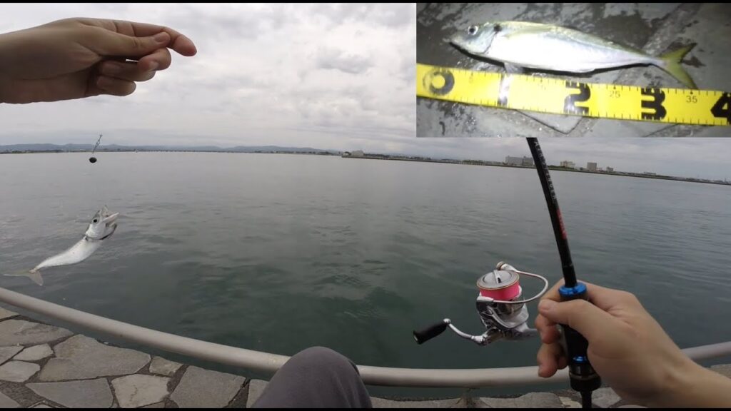 小サバと尺アジを釣る　初夏の表浜名湖ライトゲーム　アジング