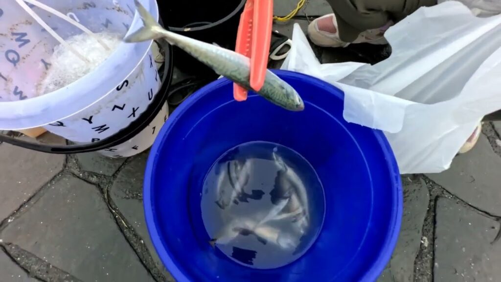 南浜名湖の釣り　新居漁港砂揚場　海釣公園