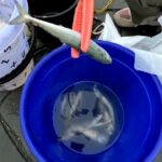 南浜名湖の釣り　新居漁港砂揚場　海釣公園