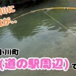 里山の川に虎と虹が大繁殖！？埼玉県小川町槻川(道の駅周辺)で釣り！