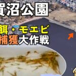 我孫子「手賀沼公園」モエビ無料捕獲大作戦｜地元釣り師の爺様から学ぶモエビ獲りのポイントとコツ