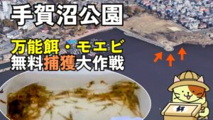 我孫子「手賀沼公園」モエビ無料捕獲大作戦|地元釣り師の爺様から学ぶモエビ獲りのポイントとコツ