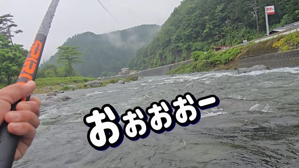 【それにしてもデカいね！】荒瀬で養殖釣法　白川解禁 飛騨川漁協　鮎釣り