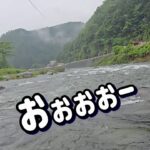 【それにしてもデカいね！】荒瀬で養殖釣法　白川解禁 飛騨川漁協　鮎釣り