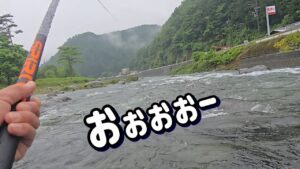 【それにしてもデカいね！】荒瀬で養殖釣法　白川解禁 飛騨川漁協　鮎釣り