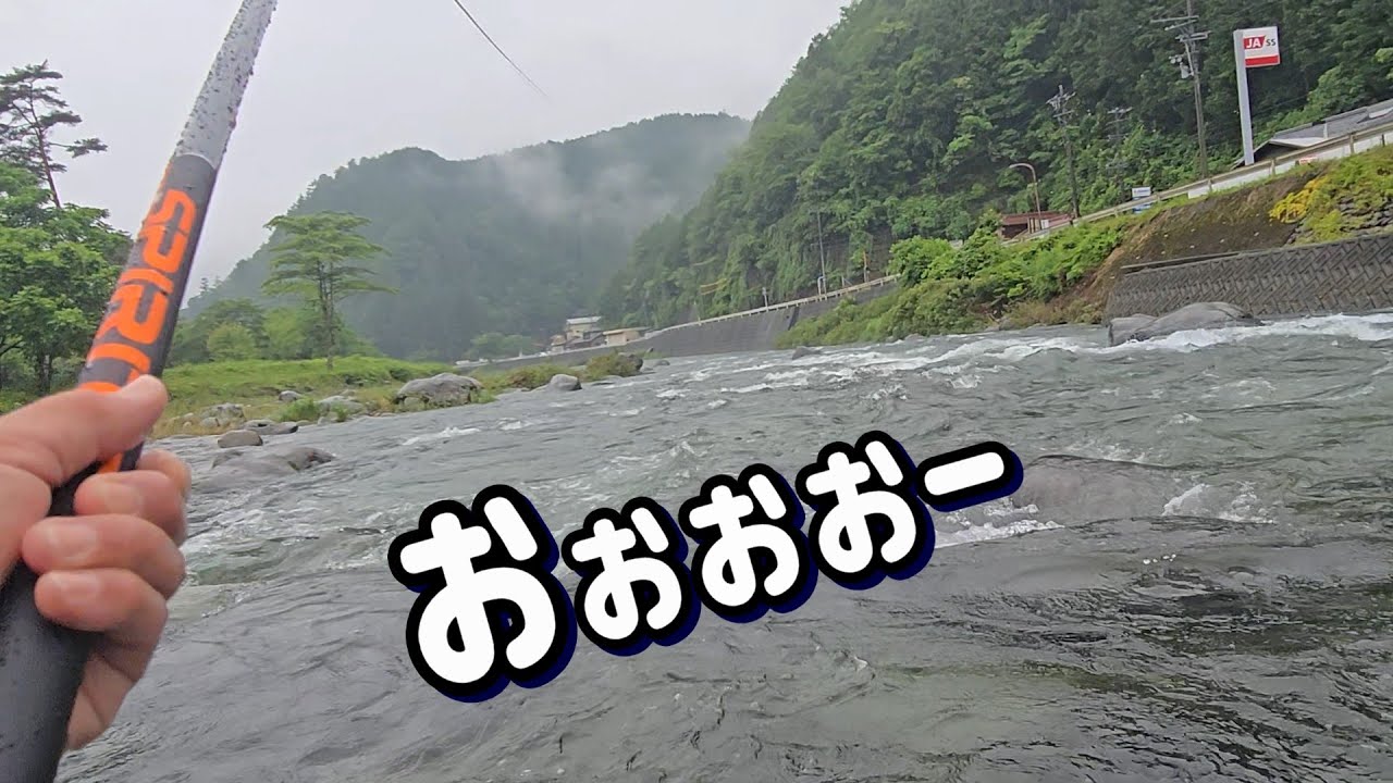 【それにしてもデカいね!】荒瀬で養殖釣法 白川解禁 飛騨川漁協 鮎釣り