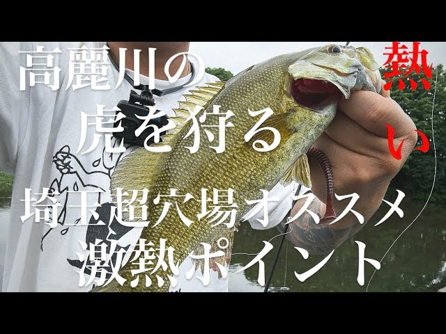 【埼玉バス釣りポイント】高麗川の虎を狩れ！穴場オススメポイント！【バス釣り】