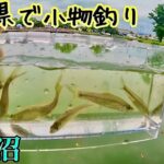 薬師沼で五目釣り【埼玉県】