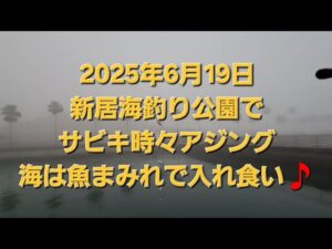 新居海釣り公園で、サビキ釣りと時々アジング🎵 海は魚まみれ~☺️