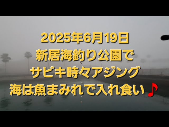 新居海釣り公園で、サビキ釣りと時々アジング🎵　海は魚まみれ～☺️