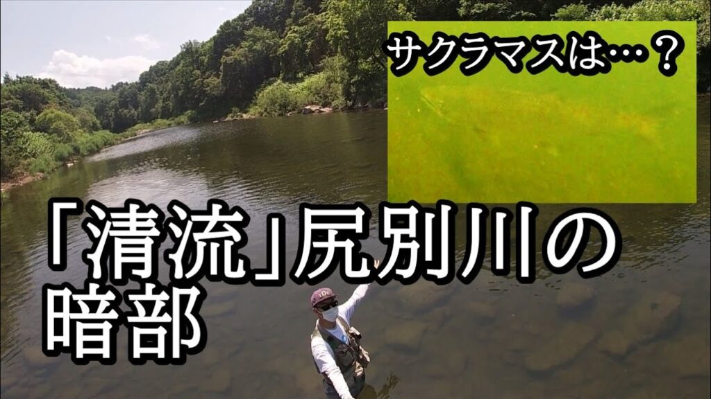 尻別川のサクラマスは大丈夫なのか【 北海道 釣り 水中映像 】