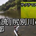 尻別川のサクラマスは大丈夫なのか【 北海道 釣り 水中映像 】